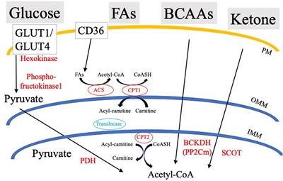 Changes in Myocardial Metabolism Preceding Sudden Cardiac Death